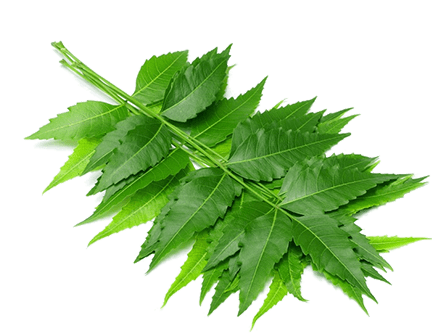 Neem